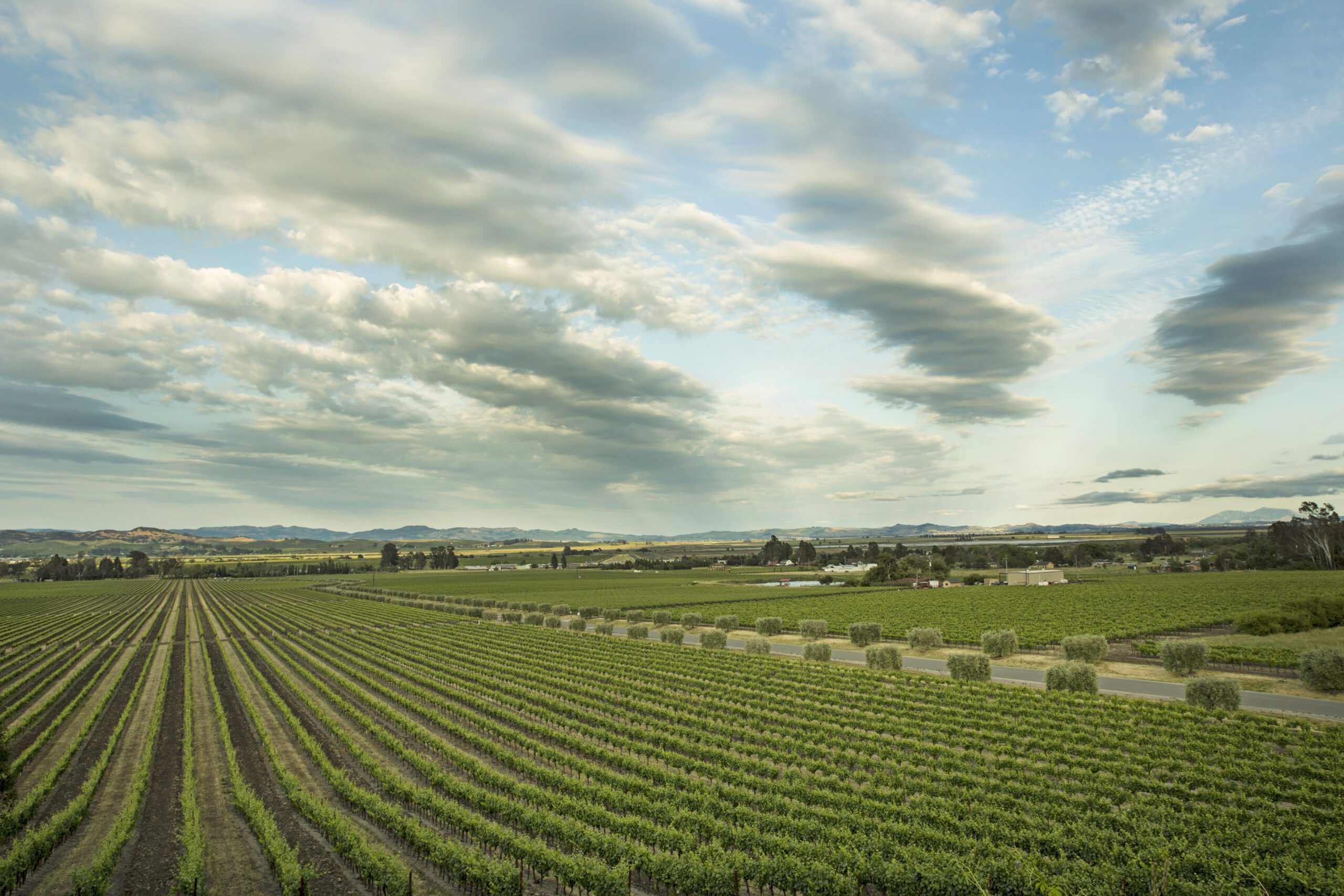 Blue Spark Event Design, Sonoma Valley